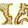 Histone H4 Antibody